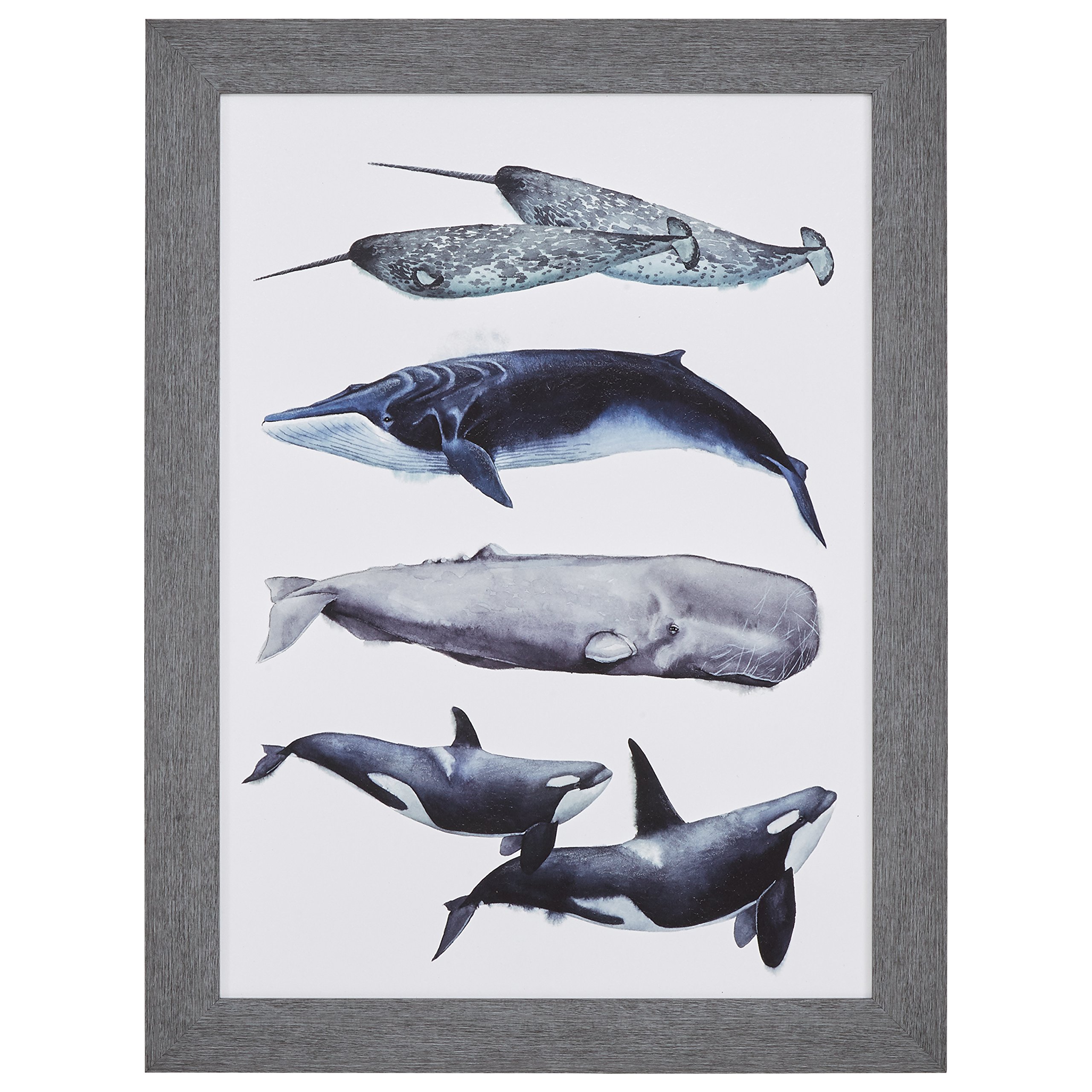 Amazon Brand – Stone & Beam Rustic Whale Species Print, Grey Frame, 32" x 44"