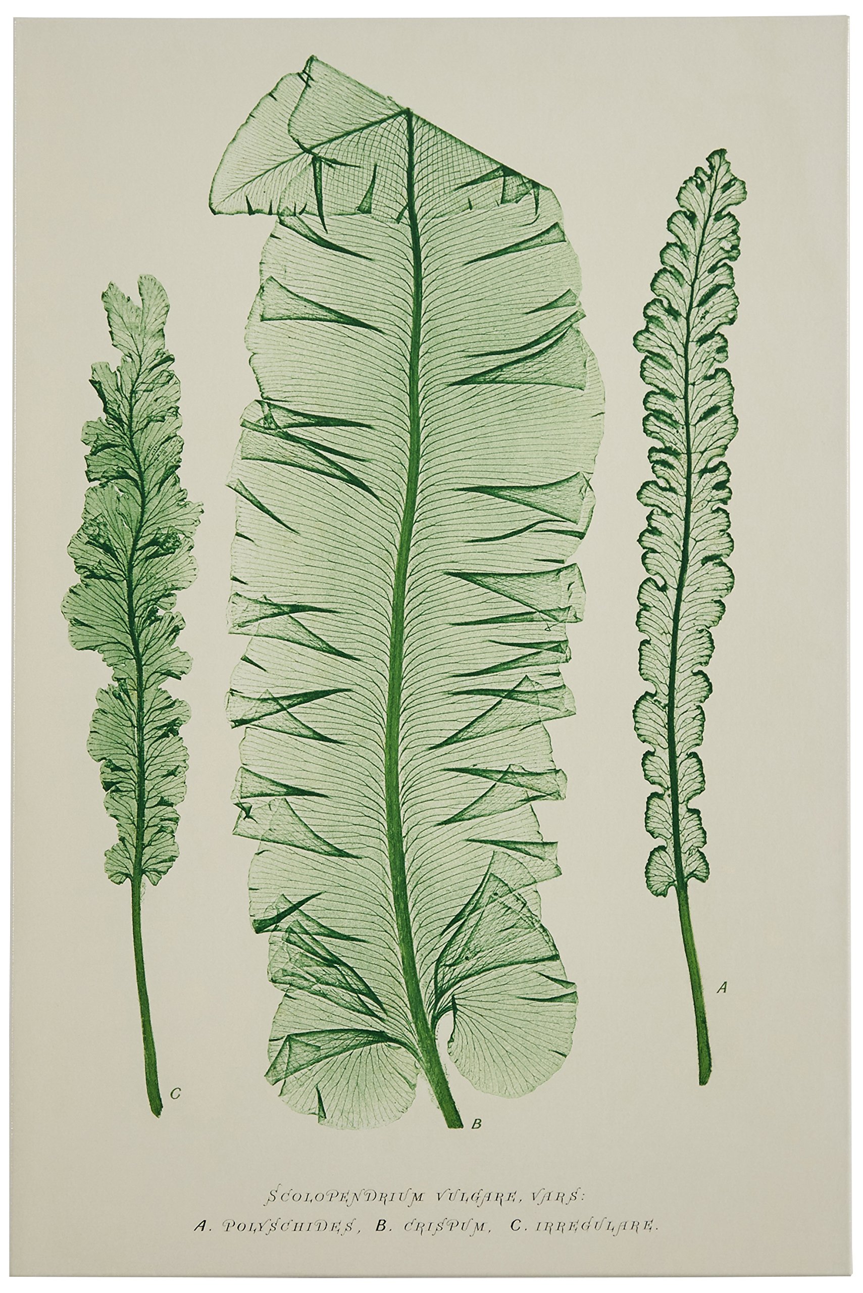 Amazon Brand – Stone & Beam Modern Green on White Botanical Canvas Print Wall Art, 10" x 15"