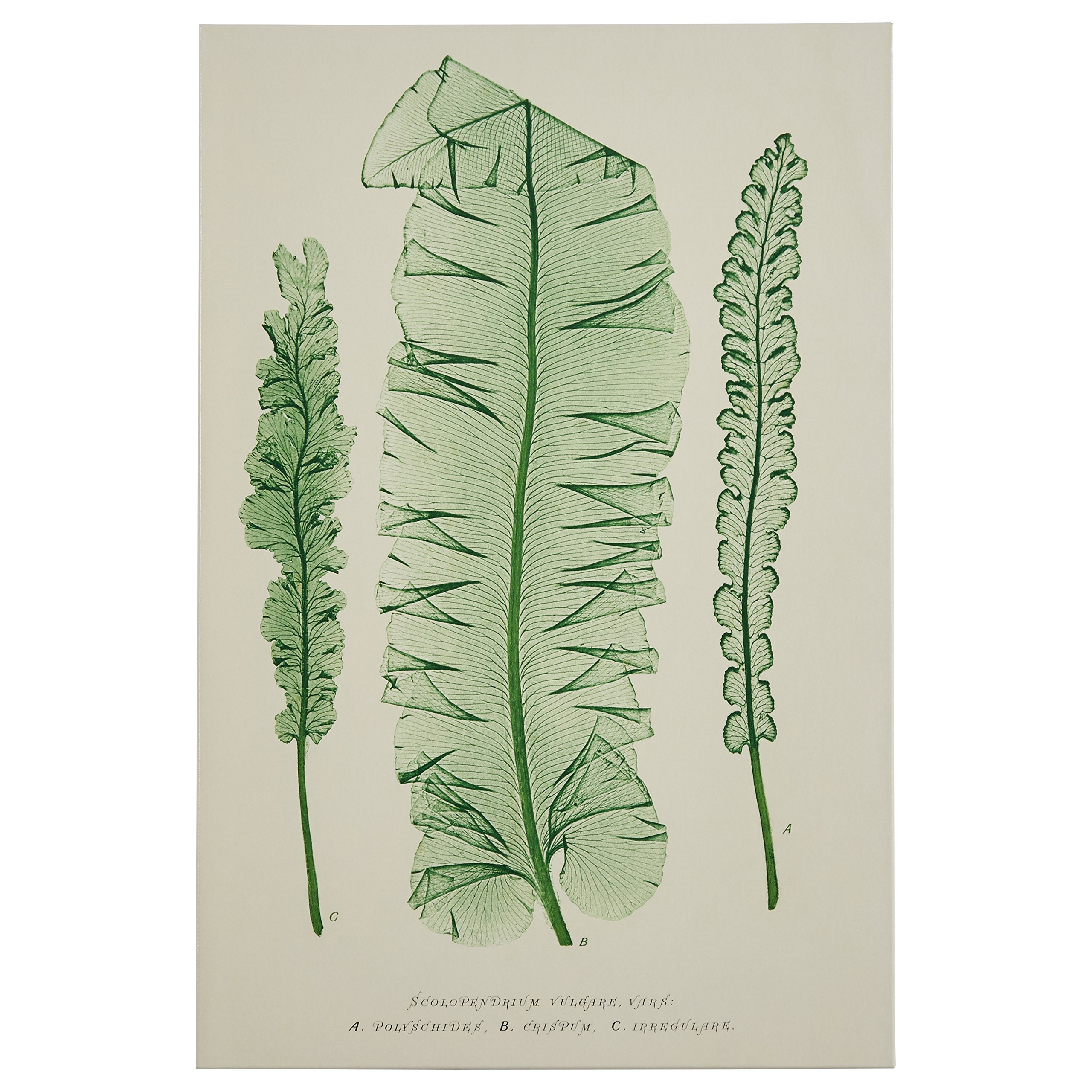 Amazon Brand – Stone & Beam Modern Green on White Botanical Canvas Print Wall Art, 24" x 36"