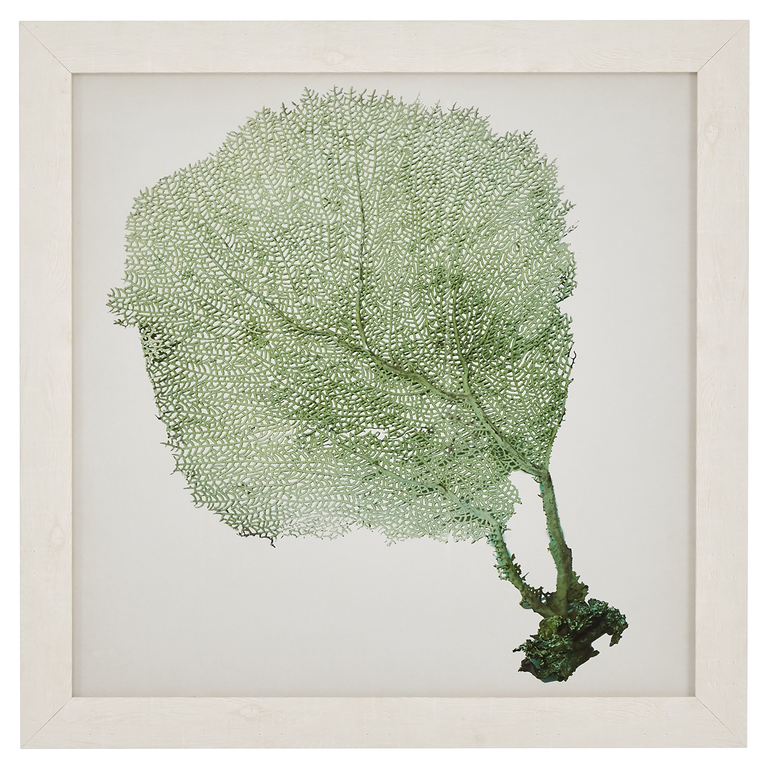 Amazon Brand – Stone & Beam Classic Seafoam Green Sea Fan Coral Coastal Print Wall Art Decor - 23" x 23" Picture Frame, White