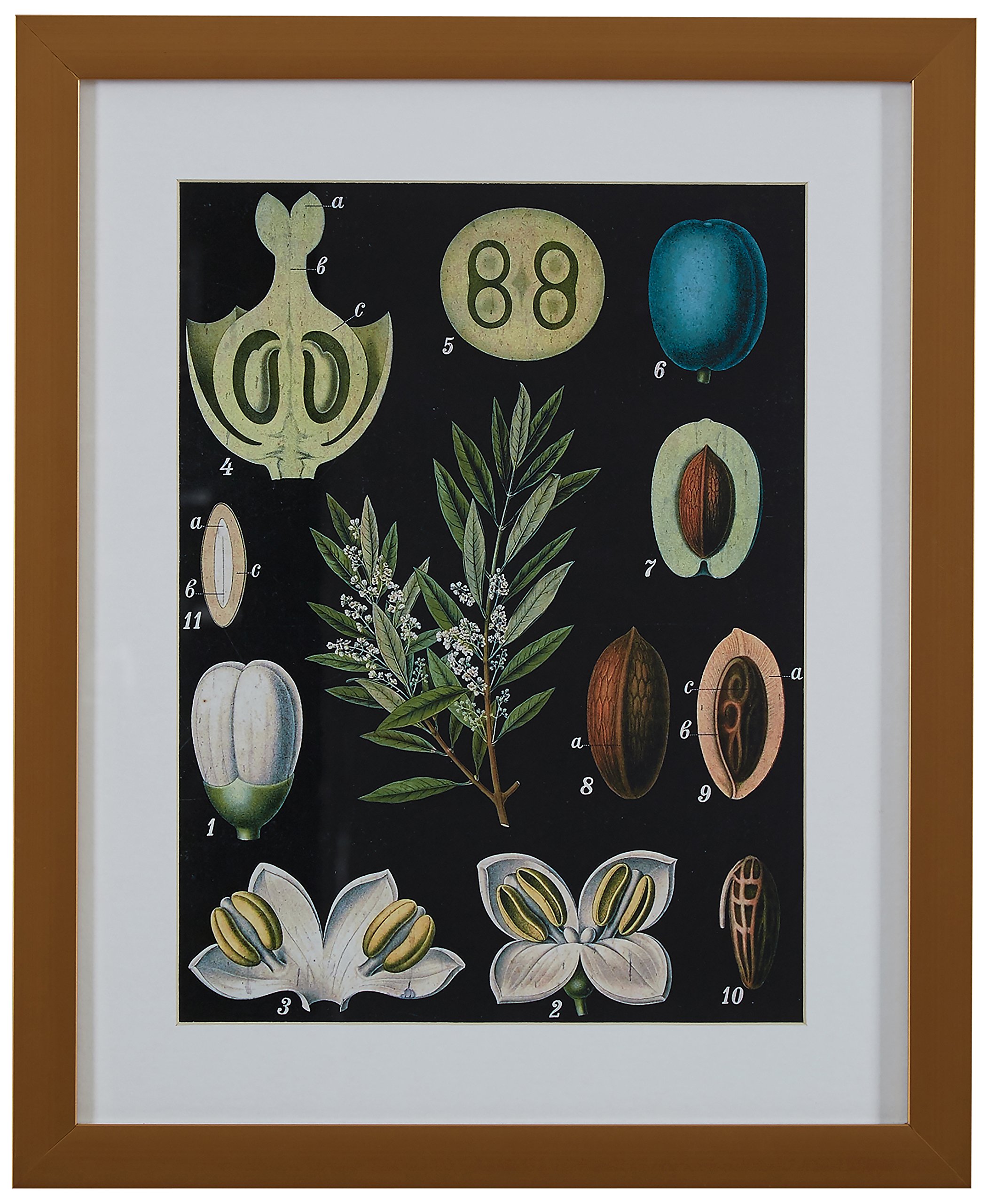 Amazon Brand – Rivet Blue and Green Mid-Century Modern Botanical Anatomy in Gold Frame Print Wall Art, 13" x 15"