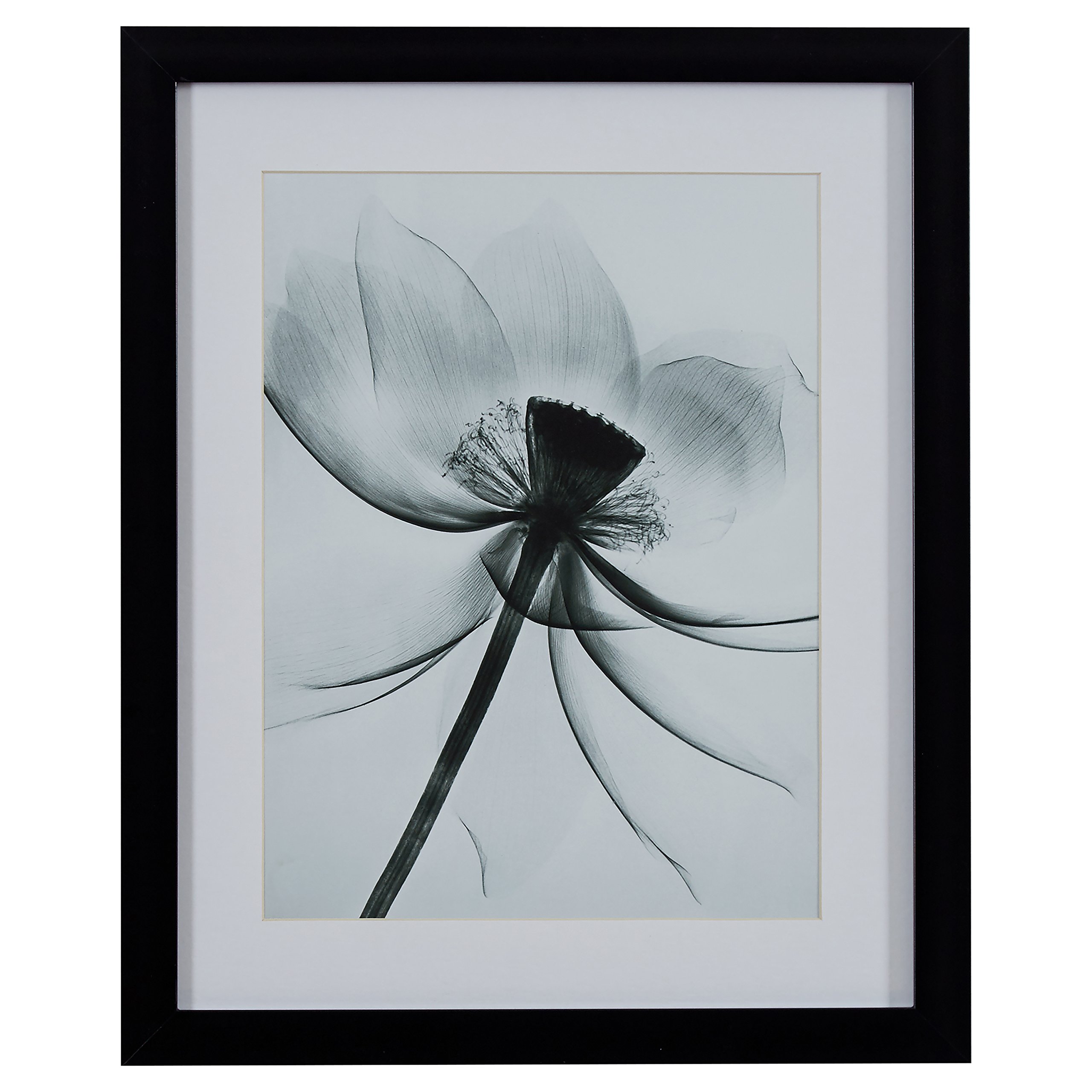Amazon Brand – Rivet Matted Flower X-Ray Photograph, Black Frame, 18" x 22"