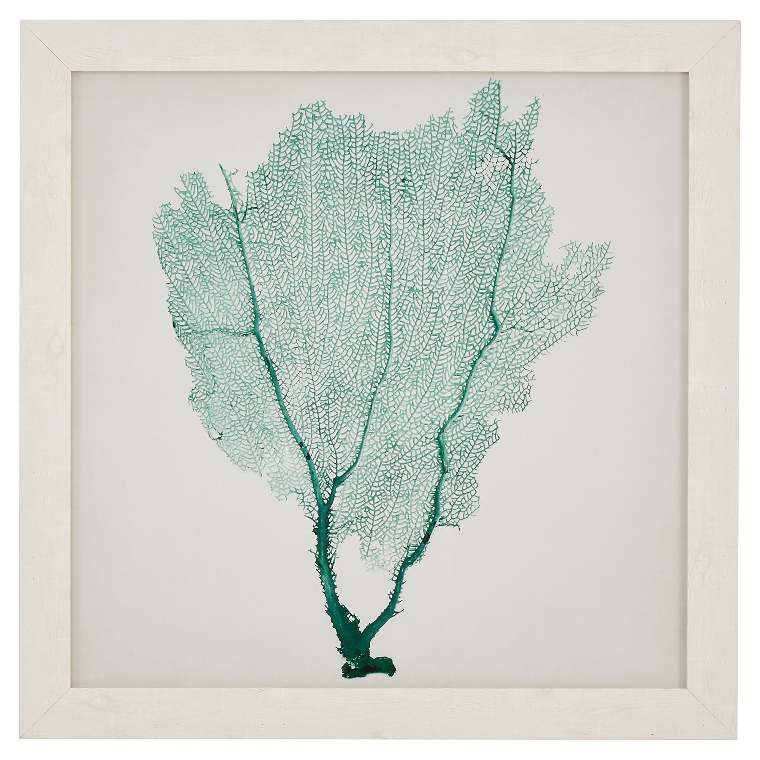 Amazon Brand – Stone & Beam Classic Teal Sea Fan Coral Coastal Print Wall Art Decor - 23" x 23" Picture Frame, White