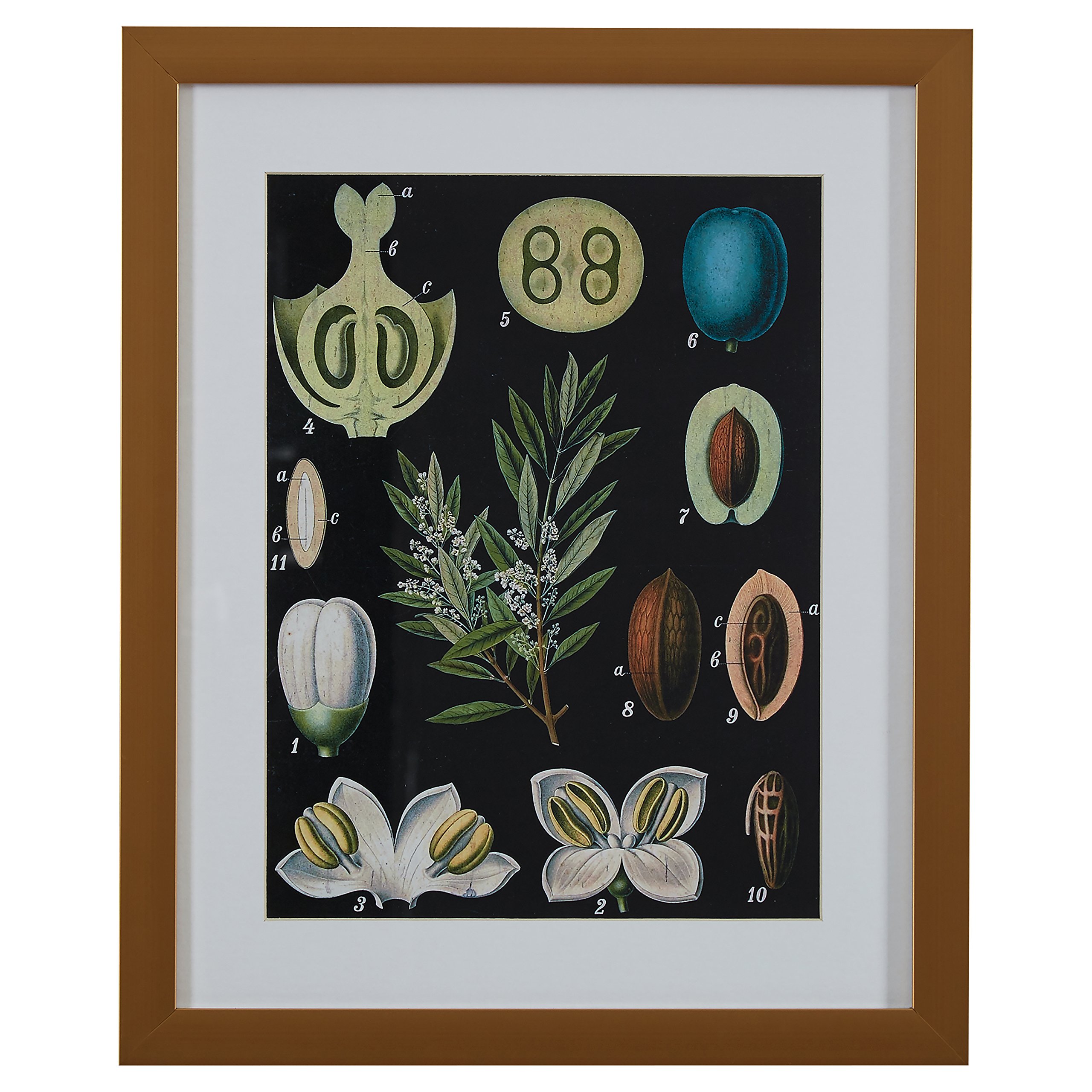 Amazon Brand – Rivet Blue and Green Mid-Century Modern Botanical Anatomy in Gold Frame Print Wall Art, 18" x 22"