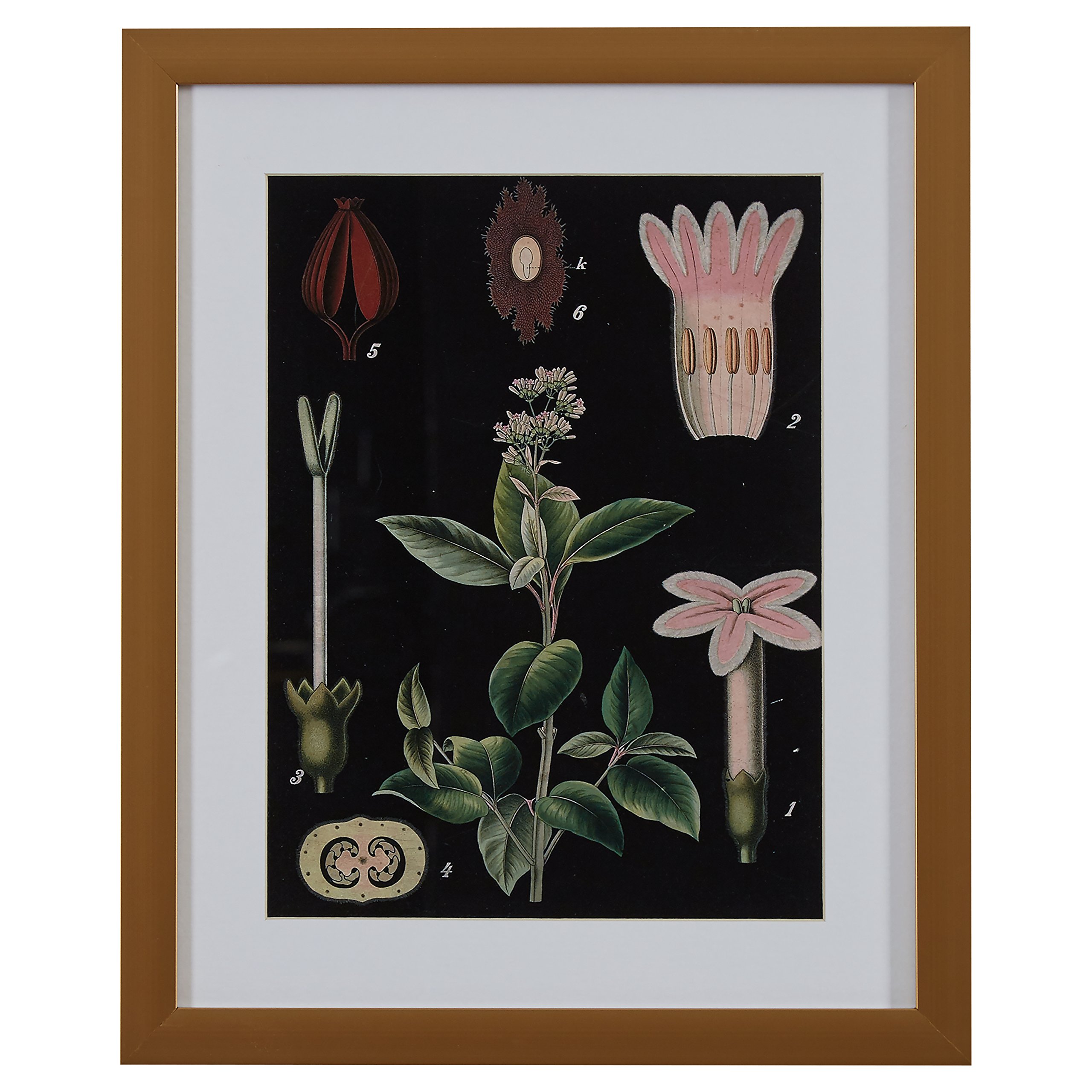 Amazon Brand – Rivet Green and Pink Botanical Anatomy Print in Gold Frame Wall Art, 18" x 22"