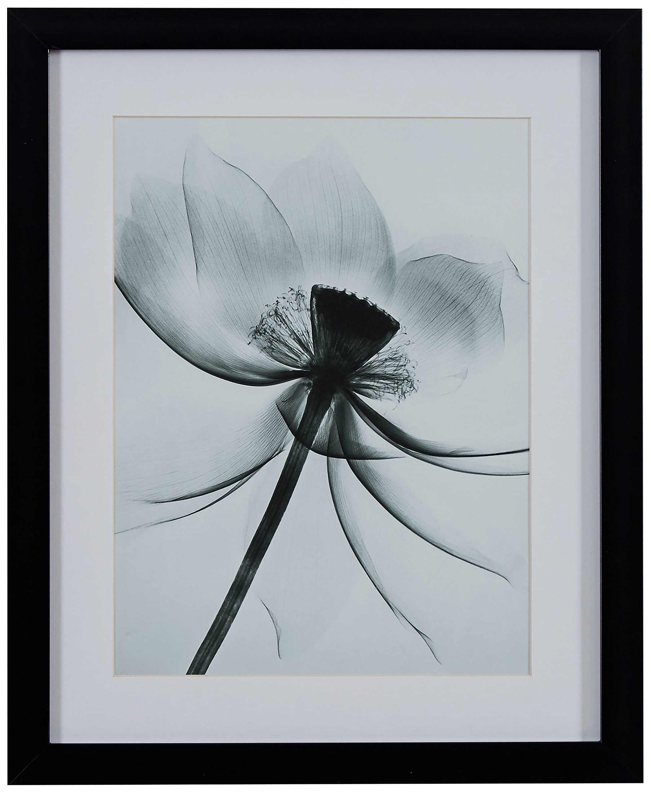 Amazon Brand – Rivet Matted Flower X-Ray Photograph, Black Frame, 13" x 15"