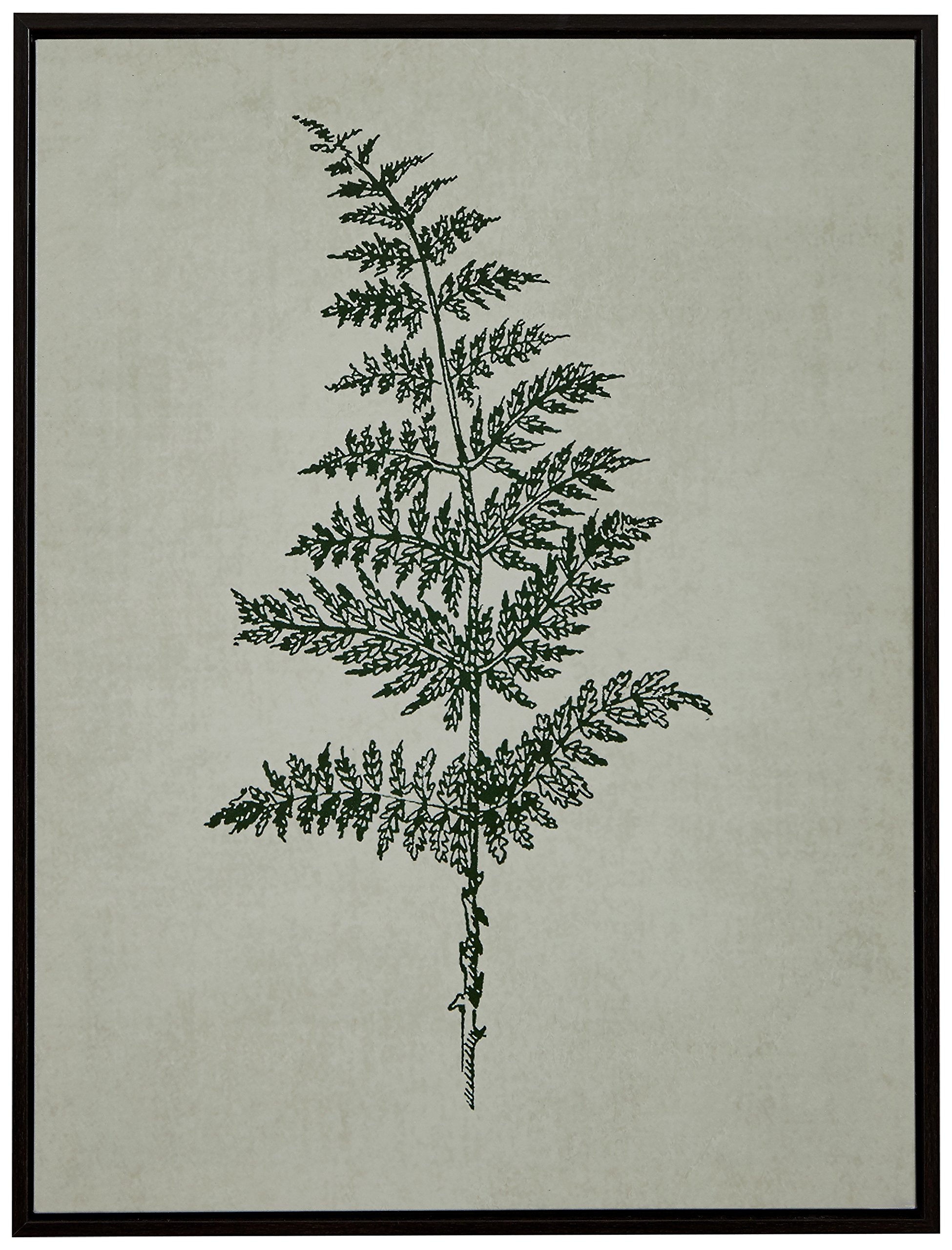Amazon Brand – Stone & Beam Modern Print Wall Art of Green Fern, Espresso-Color Frame, 17.75" x 21.75"