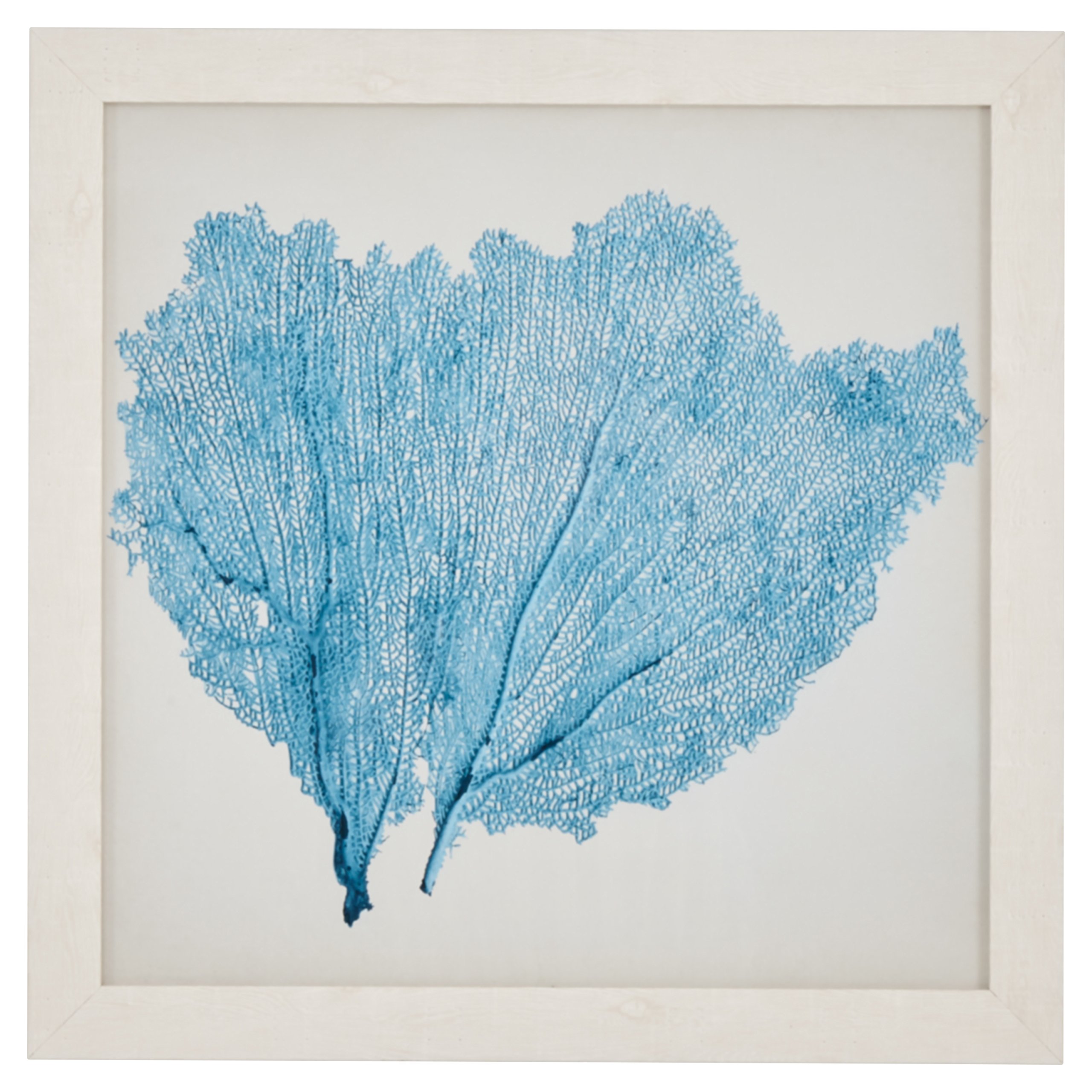 Amazon Brand – Stone & Beam Classic Aqua Sea Fan Coral Coastal Print Wall Art Decor - 23" x 23" Picture Frame, White