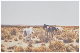 Amazon Brand – Rivet Canvas Print Wall Art of Horses Grazing in Desert Southwest Desert, 45" x 30"