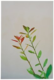 Amazon Brand – Rivet Fall Red and Green Floral Canvas Print, 24" x 36"