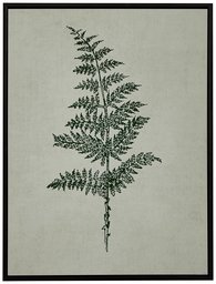 Amazon Brand – Stone & Beam Modern Print Wall Art of Green Fern, Espresso-Color Frame, 17.75" x 21.75"