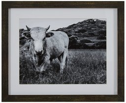 Amazon Brand – Stone & Beam Modern Black and White Photo of Bull Wall Art in Charcoal Frame, 15" x 13"